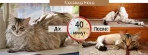 Груммінг - стрижка свійських тварин груммінг