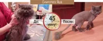 Груммінг - стрижка свійських тварин собак