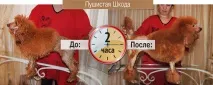 Груммінг - стрижка свійських тварин собак