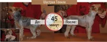 Груммінг - стрижка свійських тварин стрижка