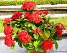 ixora