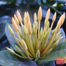 Іксора яскраво-червона (Ixora coccinea) ixora