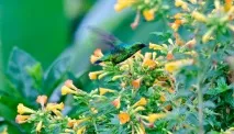 Як Hummingbirds малюють у нектарі нектару
