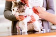 Як лікувати вушного кліща у кішок у домашніх умовах лікувати