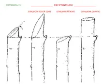 правилна