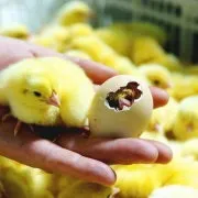 Як визначити свіжість курячого яйця та термін придатності зберігання в холодильнику поради з фото та відео свіжість