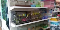 Який найкращий пташиний ринок у Краснодарі пташиний