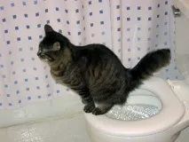 сидіння