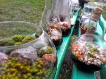 Як зробити дивовижний «пляшковий сад» своїми руками дивовижний