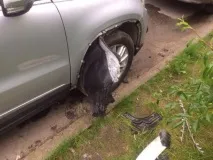 автомобілі