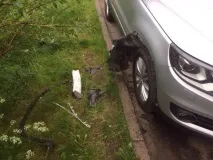 собаки