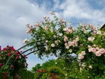 Як зробити шпалеру своїми руками своїми