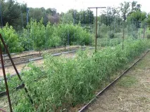 Як зробити шпалеру своїми руками своїми