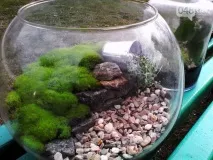 Як зробити дивовижний «пляшковий сад» своїми руками пляшковий