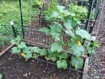 Як зробити шпалеру своїми руками шпалеру
