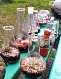 Як зробити дивовижний «пляшковий сад» своїми руками дивовижний