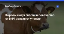 Вчені знайшли несподіваний порятунок від ВІЛ, Лікування в Ізраїлі вчені