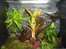 Як влаштувати флораріум своїми руками руками