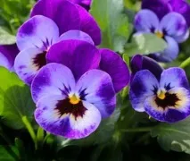 Як уберегти квітники від зимових морозів квітники
