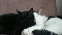 шикарною