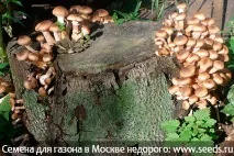 Як викорчувати дерева чи пні на садовій ділянці дерев