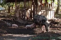 Як живуть люди на Філіппінах, Село моє люди
