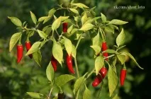 Капсикум, декоративний перець Квітки