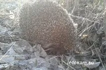 Як я познайомилася з «дресованим» їжаком їжак