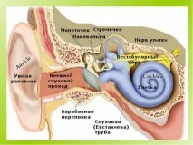 Камфорна олія у вухо вухо
