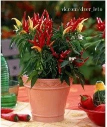 Капсикум, декоративний перець Capsicum