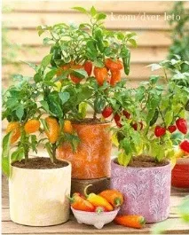 Капсикум, декоративний перець перець
