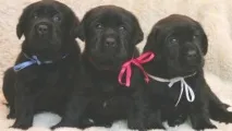 До чого снятьсячорні цуценята чого