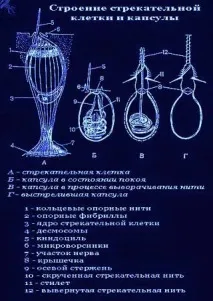 представители