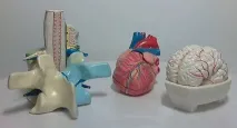 Комплектація шкіл - вимоги, обладнання, аптечка, ФГОС фгос