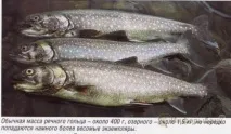 Кольський голець риба