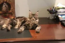 Коли каструвати мейн куна кота