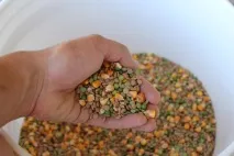 Комбікорм для курей своїми руками птиці