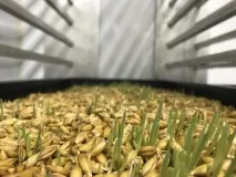 Комбікорм для курей своїми руками своїми