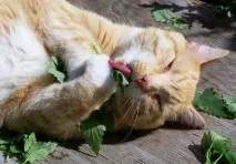 Котяча м’ята котяча