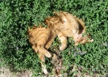 Котяча м’ята трави