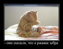 Кіт, який бджола бувають