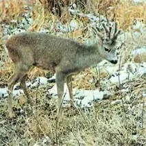 Козуля (Capreolus capreolus) європейська косуля, вороги харчування козуль активність сезонний образ козуля