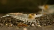 КРЕВЕТКА СНІЖИНКА (Neocaridina cf neocaridina