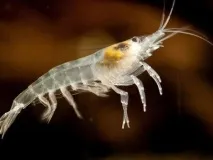 КРЕВЕТКА СНІЖИНКА (Neocaridina cf креветок