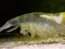 КРЕВЕТКА СНІЖИНКА (Neocaridina cf сніжинки