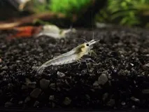 КРЕВЕТКА СНІЖИНКА (Neocaridina cf neocaridina