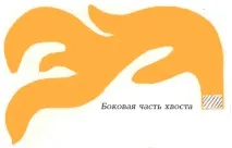 Квест День народження Русалочки - сценарій Нептун