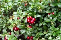 Лікування брусницею – хвороби суглобів лікування