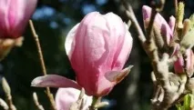 magnolia