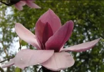 magnolia